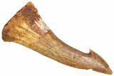 Fossil Sawfish (Onchopristis) Rostral Barb - Morocco #366712-1